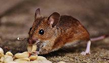 24 Hour & Emergency Exterminators in Joseph City, AZ